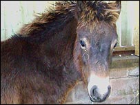 An Exmoor Pony