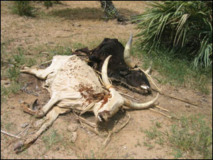 Animal morto de fome no Níger (foto de 2005)