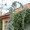 Cedrus atlantica 'Glauca Pendula'