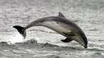 Bottlenose dolphin