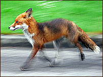 'Fox in Low Light' by Vin Rigby