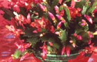 Christmas cactus