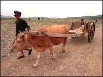 Kuzey Kore'de bir köylü