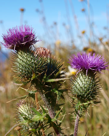 Thistles (courtesy of Calum Ross )