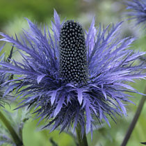Eryngium alpinum