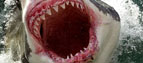 Shark's teeth