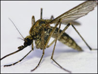 پشه انافيل مونث