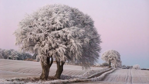 beautiful landscape with a tree covered in frost (Courtesy of Kevin Will)