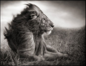Foto: Nick Brandt. Cortesia A. Galerie