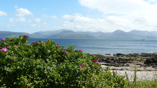 Wild roses on Kintyre