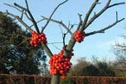 Anya Gallaccio: Because I could not stop...