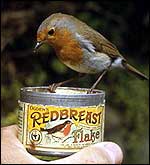 Feeding time for a robin