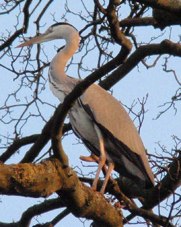 Jenny Swan spotted this heron at the Water of Leith in Edinburgh.