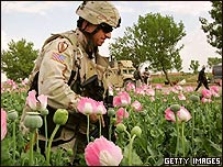 سرباز ناتو، در یک مزرعه خشخاش در هلمند