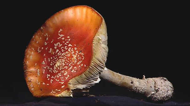 Fly agaric (Amanita muscaria)