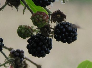 Blackberries