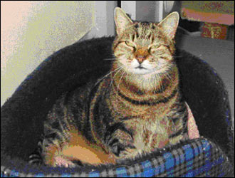 Whoopsie in a basket