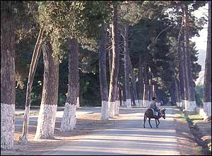 عکس از صدف آرین