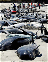 Mais de cem pessoas tentam salvar as baleias, mantendo-as úmidas