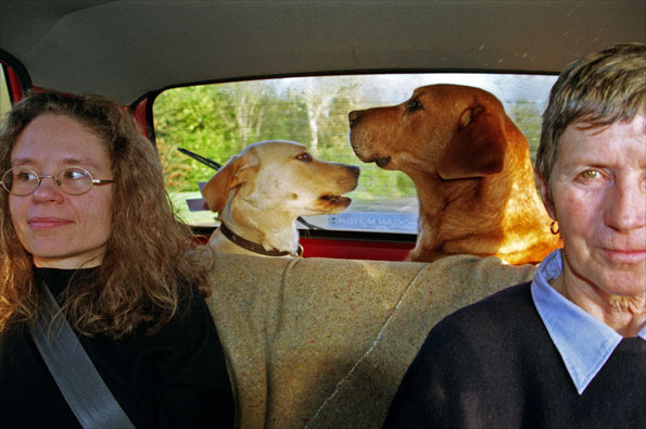 Dogs in the car