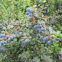 Berberis darwinii