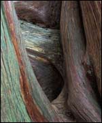 Common Yew by Cath Evans