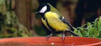Great Tit