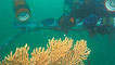 A diver monitoring a sea fan by Rohan Holt