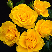 Rosa 'Nurse Tracey Davis'