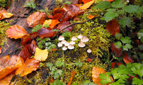 Mushrooms by Derbyshire Harrier
