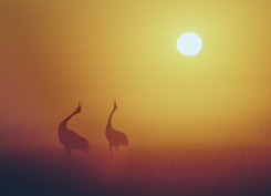 Red-crowned cranes silhouetted against bright sunrise ©Charlotte Scott