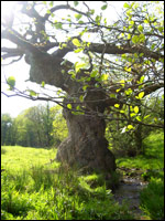 Trefonen Hall Oak