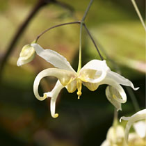 Epimedium acuminatum (Cream form)