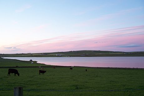 Orkney: perfect place for a Cairn Terrier with all this open space! (And beeches!)