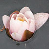Nymphaea 'Marliacea Carnea'