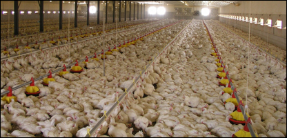 دچرګانوساتل