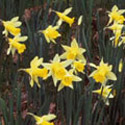 Narcissus pseudonarcissus, Wild daffodil
