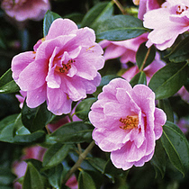 Camellia