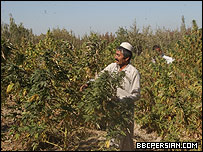 کشتزار چرس در ولایت بلخ