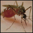 mosquito Aedes aegypti, transmissor da dengue