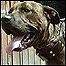 Pit bull