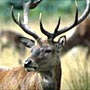 Red deer