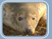 Grey Seal