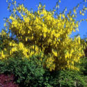 Laburnum x watereri &lsquo;Vossii&rsquo;, Voss&rsquo;s laburnum
