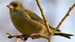 A greenfinch in Flintshire by 'the black fox'