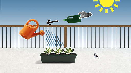 A hand adding liquid feed to a watering can.