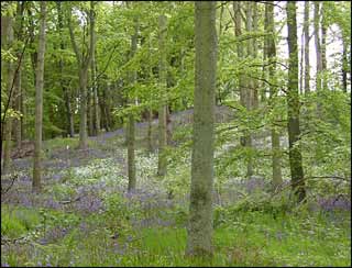 Bluebell Wood