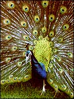 Peacock