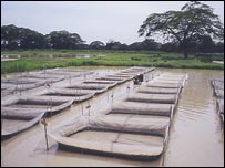 د کبانود روزنې فارمونه، 