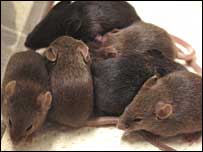 Imagem: Proceedings of the National Academy of Sciences